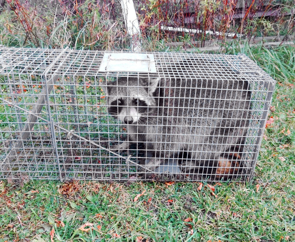 racoon trapped in a have-a heart crate and ready to be relocated and released.