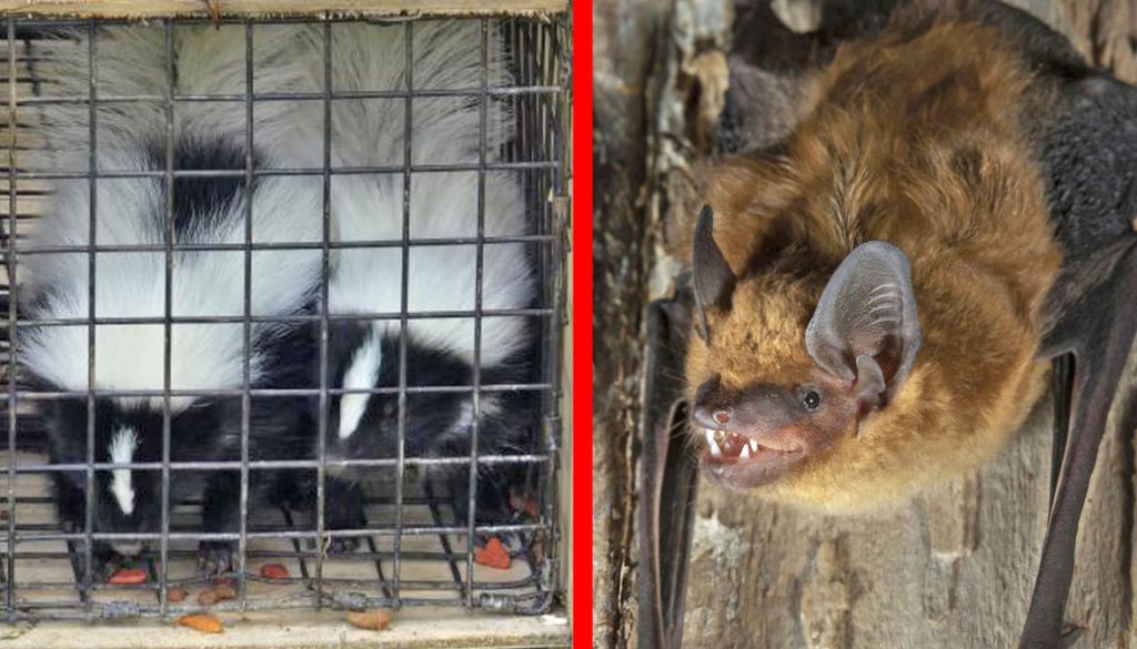 Two skunks trapped in a crate, and a bat hanging upside down with its teeth showing